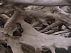 2001 08-05 - Sirena - Driftwood root detail 1 -  [023].jpg